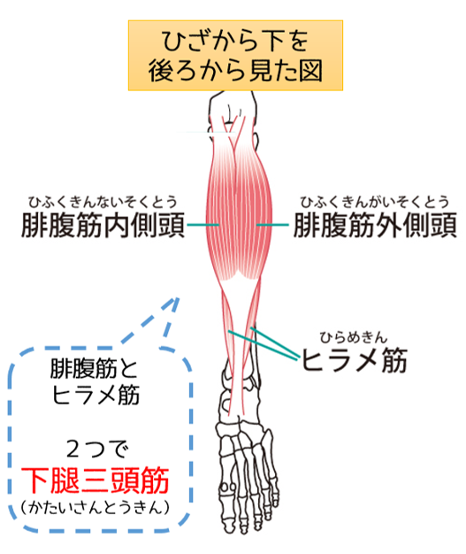 下腿三頭筋 かたいさんとうきん スポーツ好きにもオススメの鍼灸院 京都烏丸の鍼灸院 空鍼癒院 くうしんゆいん 整体 肩こり 腰痛