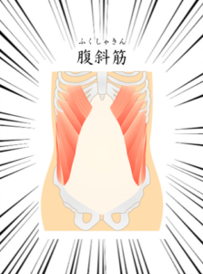 腹斜筋